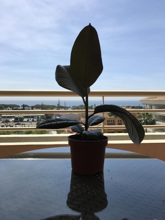 Apartemen Nagueles Ii Marbella